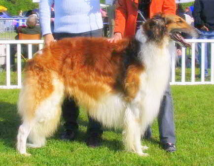 CH. Vestnik des Crocs de la Moliere