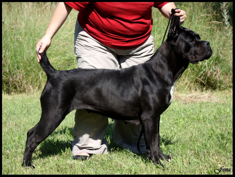 Fena des Crocs de la Moliere