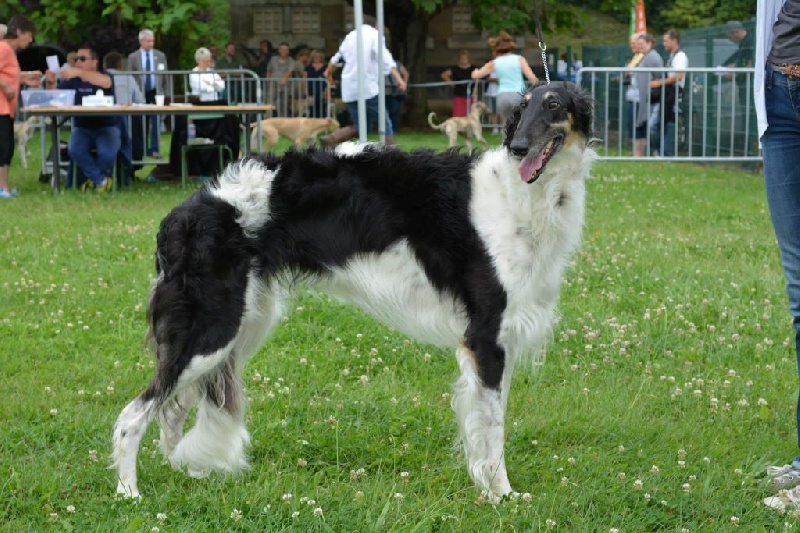 CH. Europeika des Crocs de la Moliere